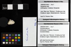 Foto (Objekt + Etiketten) von Goniodromites sp. 